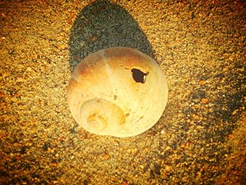 Close-up of snake on sand