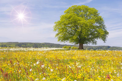Yellow flowers on field against bright sun