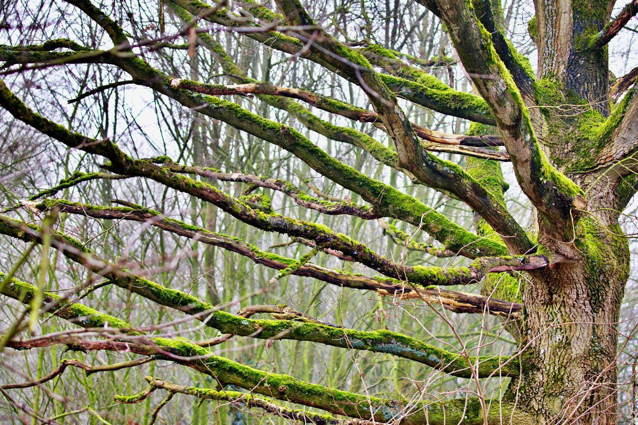 plant, tree, branch, growth, nature, no people, beauty in nature, green, tranquility, land, woodland, low angle view, day, forest, leaf, outdoors, flower, environment, tree trunk, full frame, trunk, backgrounds, scenics - nature, vegetation, plant part, landscape