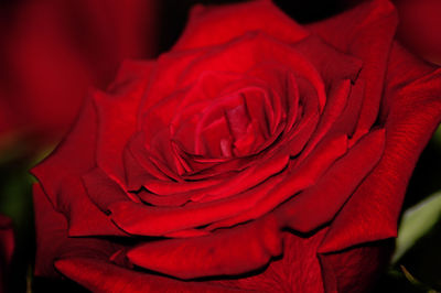 Close-up of red rose