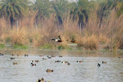 Ducks swimming in lake