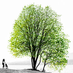 Man standing on tree trunk