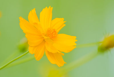 Close-up of yellow cosmos flower