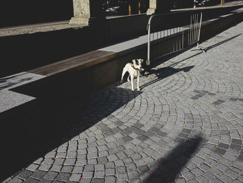 Low section of bird on floor