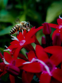 Close-up of bee pollinating on red flower