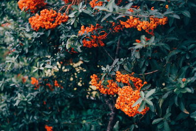 Rowanberries growing on tree