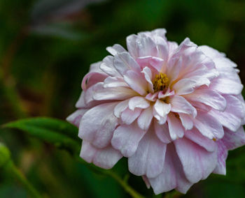 Close-up of pink flowering plant in park