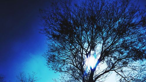 Low angle view of tree against blue sky