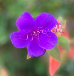 Close-up of purple flowering plant