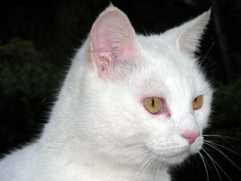 Close-up portrait of cat