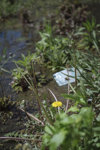 High angle view of flowering plants on field