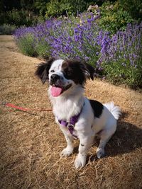 View of a dog on field