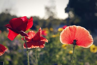 Close-up of red poppy flowers