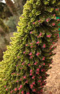 Close-up of plants