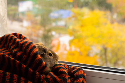 Close-up of an animal seen through glass window