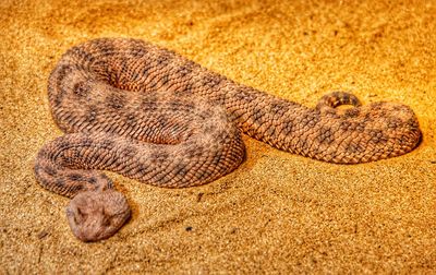 Close-up of a turtle on sand