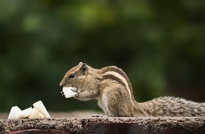 Close-up of monkey eating food