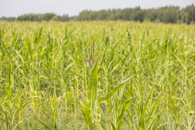 Close-up of crops growing on field