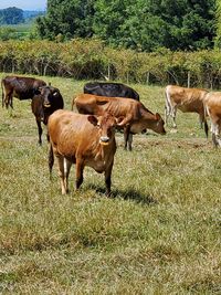 Cows in a field