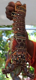 Close-up of an insect on hand