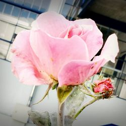 Close-up of pink rose blooming outdoors