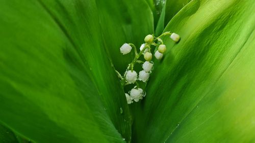 Close-up of flowering plant