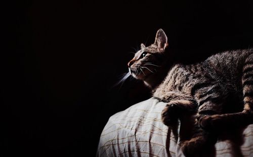 Close-up of cat sitting against black background