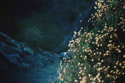 High angle view of flowers blooming outdoors