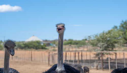 ostrich