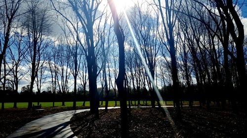 Bare trees against sky