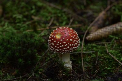 Close-up of fly agaric mushroom in forest