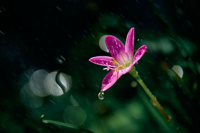 Close-up of wet pink flower in rain