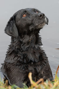 Close-up of a dog looking away