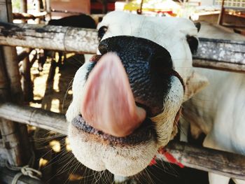 Close up of cow