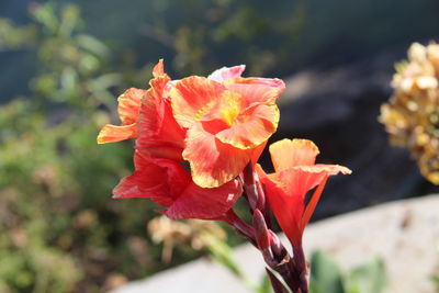 Close-up of red rose flower