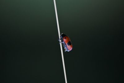 Butterfly perching on rope against black background