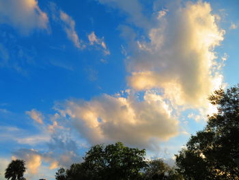 Low angle view of trees against blue sky