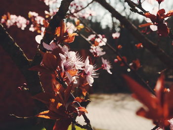 Close-up of cherry blossom on tree