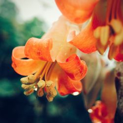 Close-up of orange flowers blooming outdoors