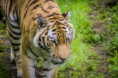 Close-up of a tiger