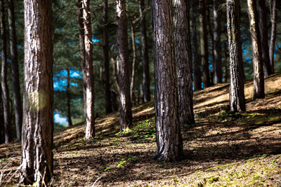 Pine trees in forest