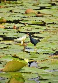 Bird on a lake