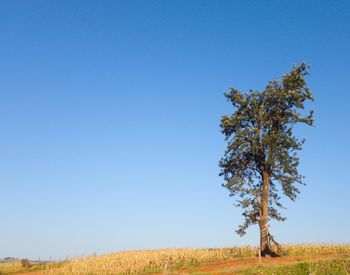 Tree on field against clear blue sky