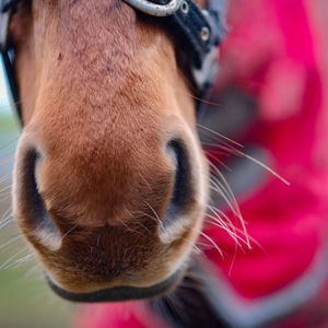 Close-up of cow