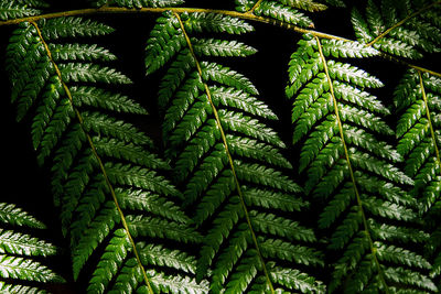 Close-up of green leaves