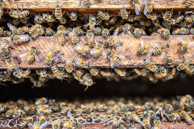 Full frame shot of beehive