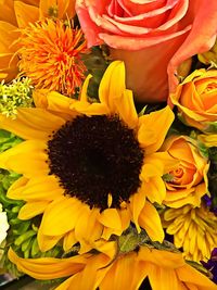 Close-up of sunflower