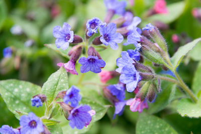 Close-up of purple flowers blooming outdoors