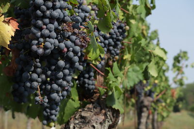 Grapes growing in vineyard