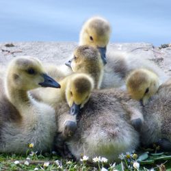 Close-up of ducklings